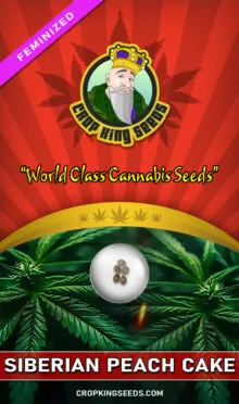 Siberian Peach Cake Feminized