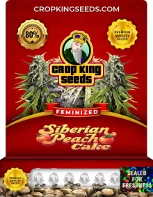 Siberian Peach Cake Strain