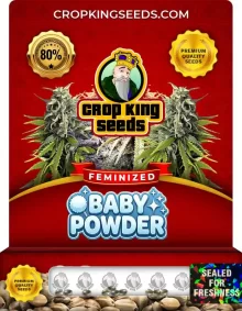 Baby Powder Feminized