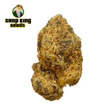 Banana-Kush