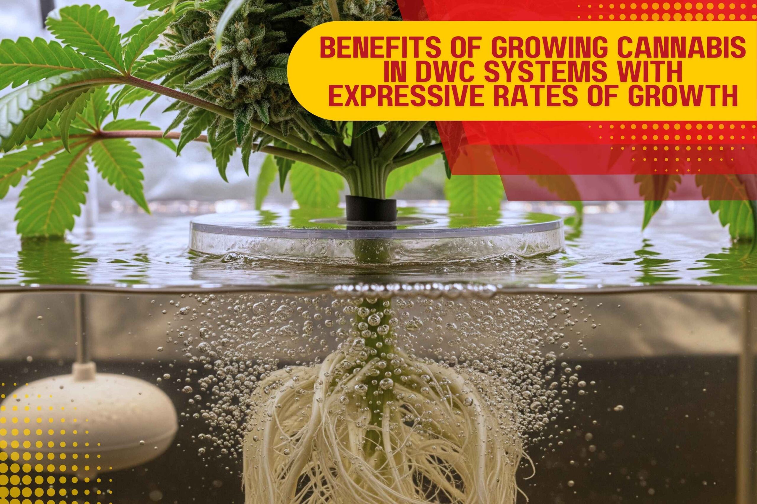 Benefits of Growing Cannabis in DWC Systems with Expressive Rates of Growth
