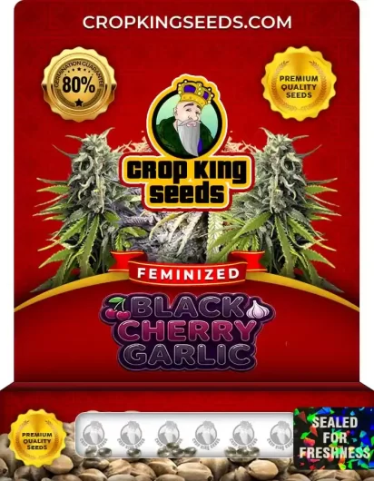 Black Cherry Garlic Feminized
