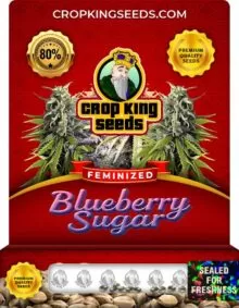 Blueberry Sugar Strain