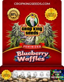 Blueberry Waffles Strain