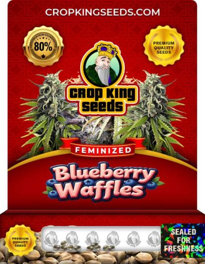 Blueberry Waffles Strain