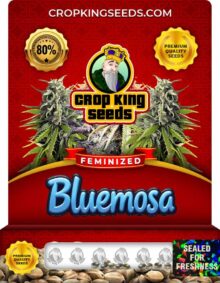 Bluemosa Strain