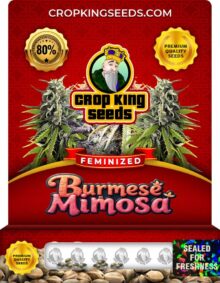 Burmese Mimosa Strain