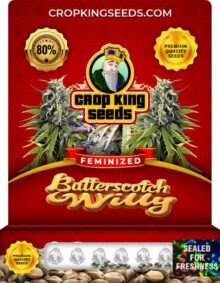 Butterscotch Willy Strain