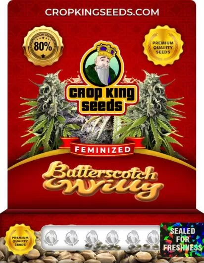 Butterscotch Willy Strain