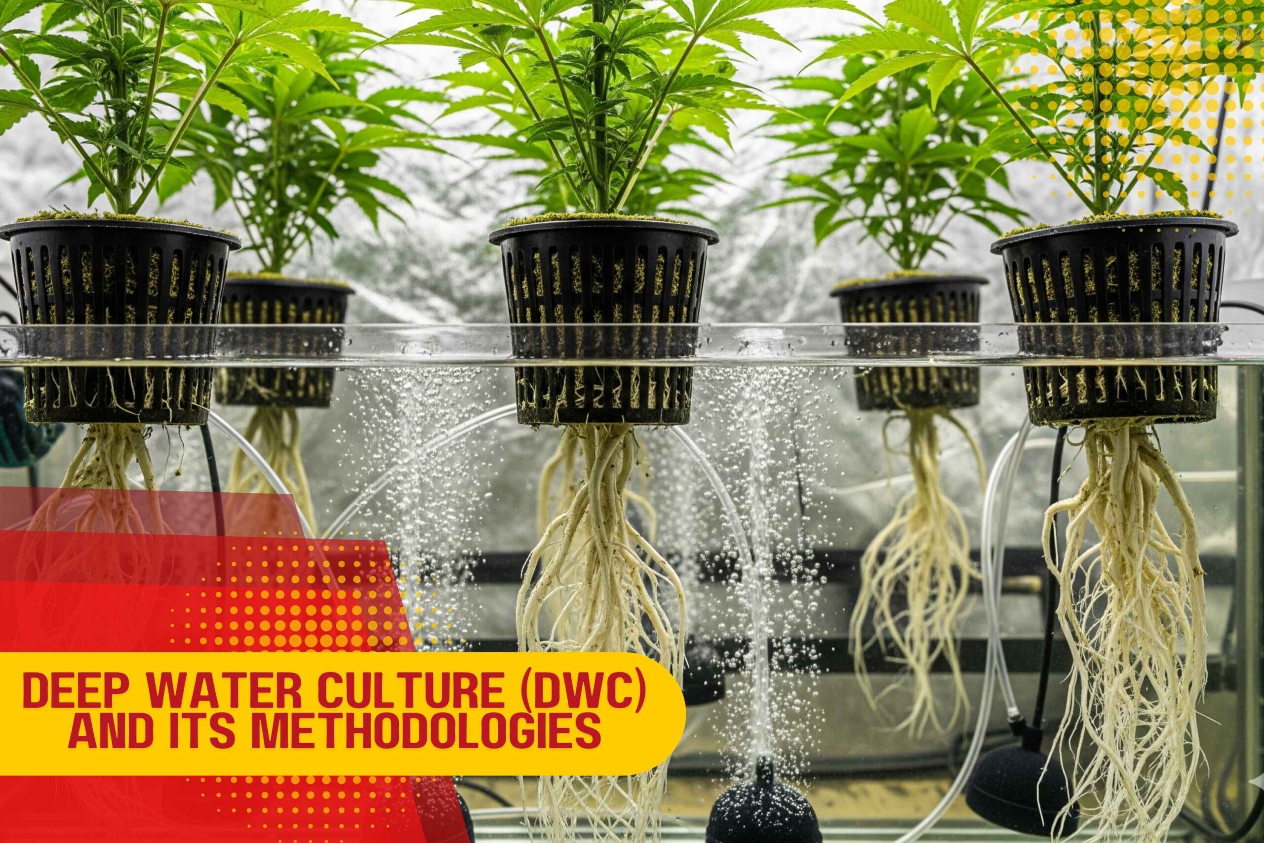 Deep Water Culture (DWC) and Its Methodologies