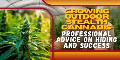 Growing Outdoor Stealth Cannabis: Professional Advice on Hiding and Success