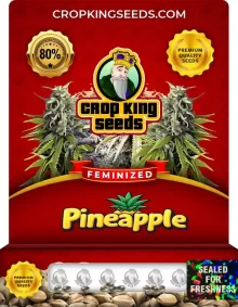 Pineapple Feminized