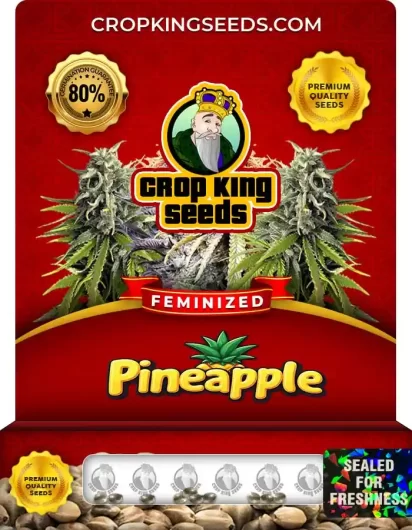 Pineapple Feminized