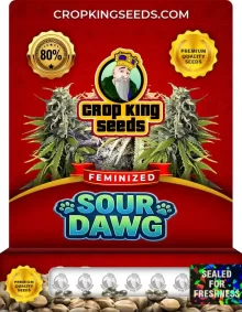 Sour Dawg Feminized