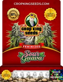 Sour Guava Feminized