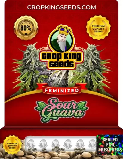 Sour Guava Feminized