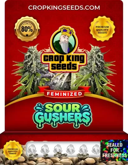 Sour Gushers Feminized