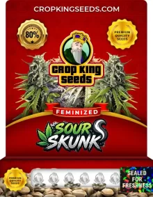 Sour Skunk Feminized