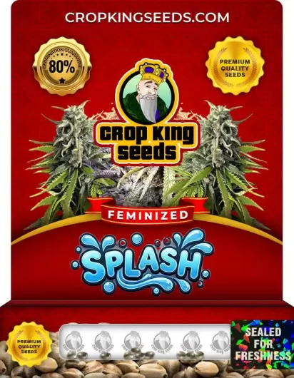 Splash Feminized