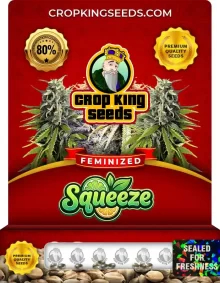 Squeeze Feminized