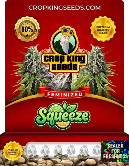 Squeeze Feminized