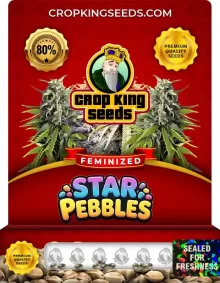 Star Pebbles Feminized