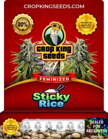 Sticky Rice Feminized