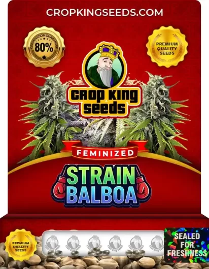 Strain Balboa Feminized