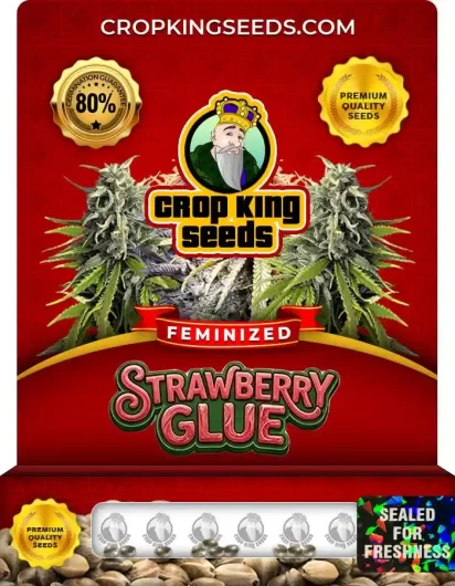 Strawberry Glue Feminized