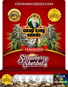 Strawberry Sherbet Feminized