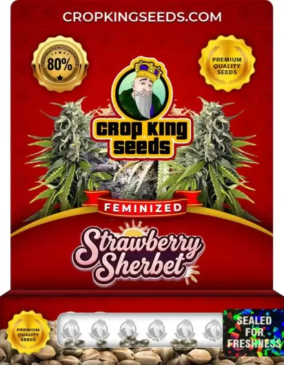Strawberry Sherbet Feminized
