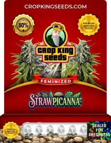 Strawpicanna Feminized