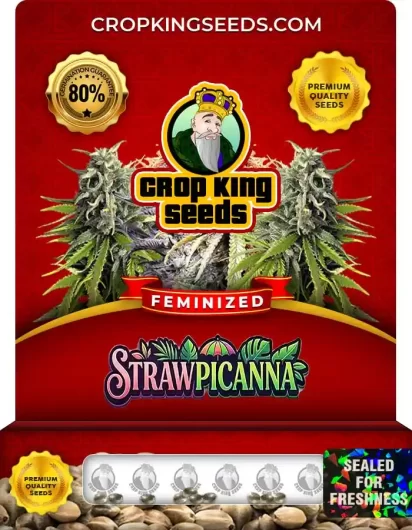 Strawpicanna Feminized