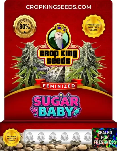Sugar Baby Feminized