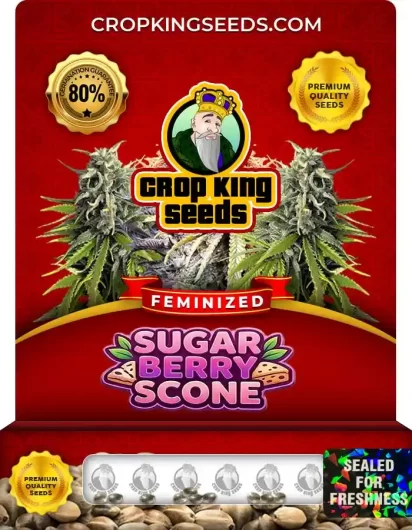 Sugar Berry Scone Feminized