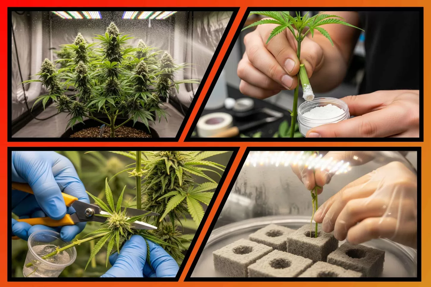 When and How to Take Flowering Clones for Monster Cropping