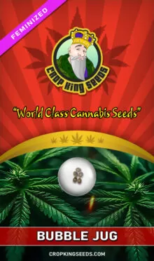 Bubble Jug Feminized