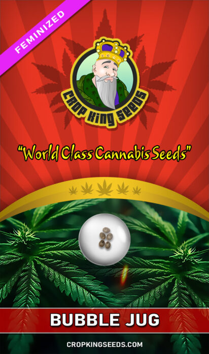 Bubble Jug Feminized