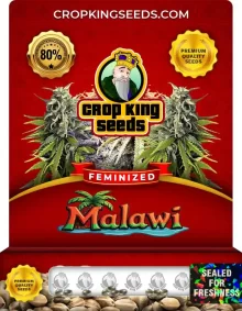 Malawi Strain