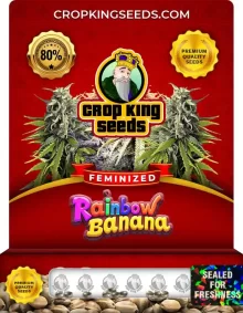 Rainbow Banana Strain