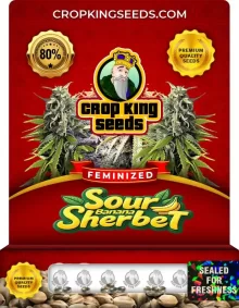 Sour Banana Sherbet Strain