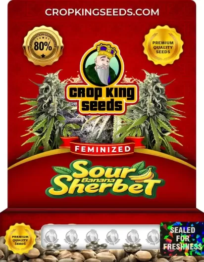 Sour Banana Sherbet Strain