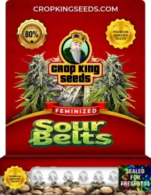 Sour Belts Strain