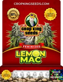 Lemon MAC Feminized