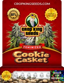 Cookie Casket Strain