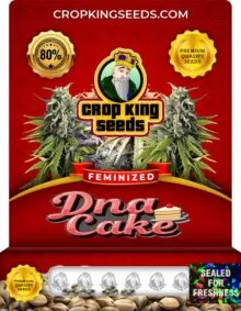 DNA Cake Strain
