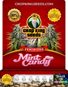 Mint Candy Strain