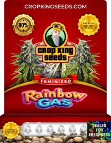 Rainbow Gas Strain