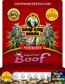 Superior Boof Feminized Seeds pack by Crop King Seeds