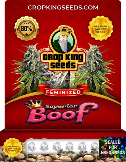Superior Boof Feminized Seeds pack by Crop King Seeds